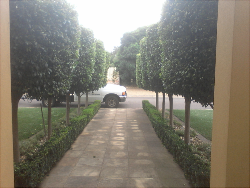 Picture