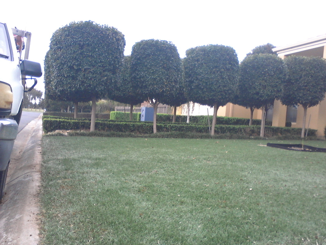 Picture